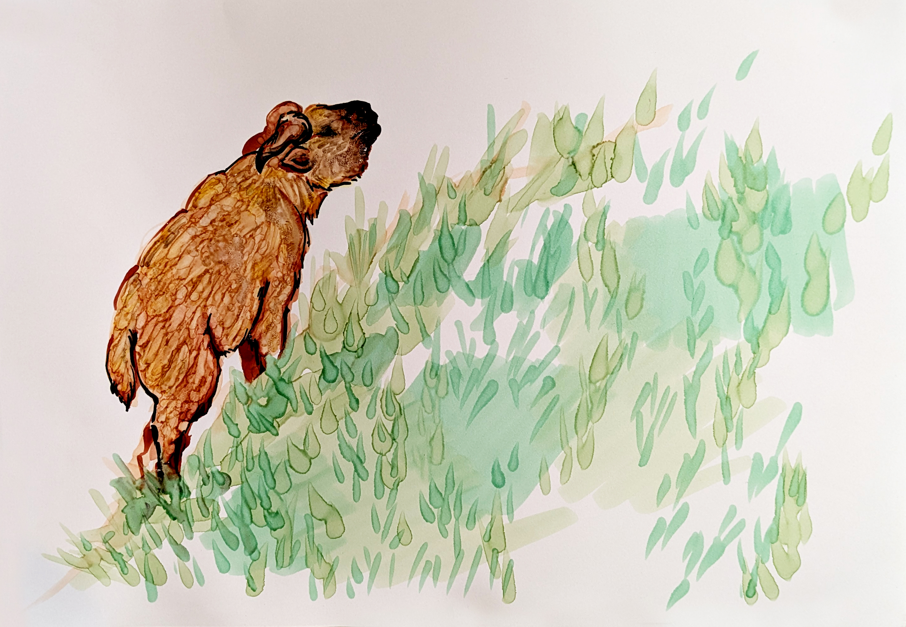 Golden Fleece Grazing